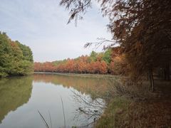 -上海海湾国家森林公园