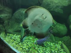 -苏州海洋馆