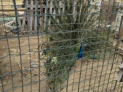 -意大利农场度假村