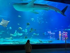-烟台海昌鲸鲨海洋公园