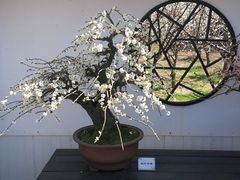-香雪海