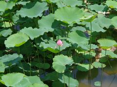 -龙环葡韵住宅式博物馆