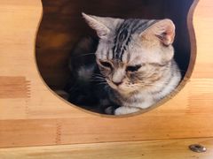 -more than meow吴止猫主题餐厅(承德 中船汇店)