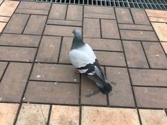 -有田陶瓷公园
