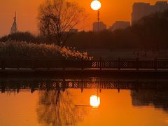 -合肥滨湖国家森林公园