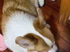 -宠颐生宠物医院·犬猫全科·皮肤科(商业街店)