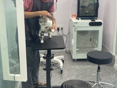 -爱洗澡的猫(望京店)