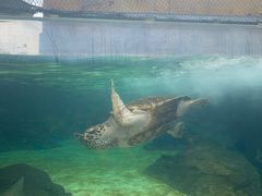 -新加坡水上探险乐园