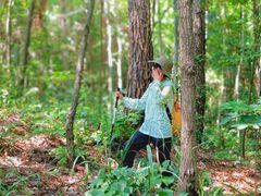 -素山寺森林公园