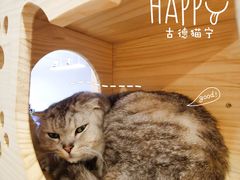 -猫咪派对(江南西店)