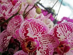 -三圣花乡旅游区