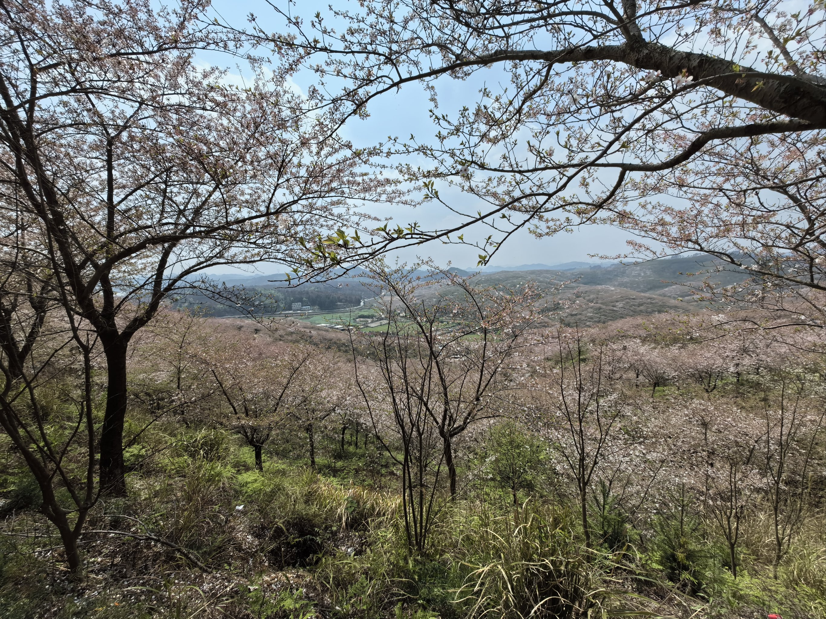 安顺黄腊樱花图片