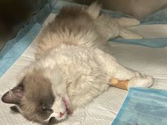 -艾吉宠物医院·疑难杂症转诊中心·猫友好(碧江路院)