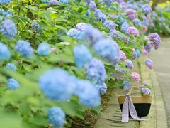 -上海滨江森林公园