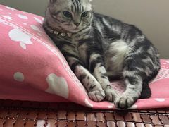-A猫a狗全科·犬猫异宠·芥西宠物医院(南开总院)