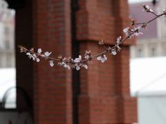 -圣·阿列克谢耶夫教堂