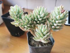 -秦美花卉(天朗·莱茵小城2期店)