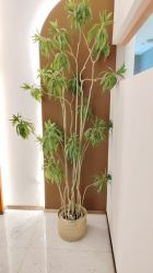 点击看大图 -Lily纤美·科技减脂中心