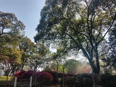 -金鸡湖桃花岛