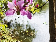 -大屏嶂森林公园