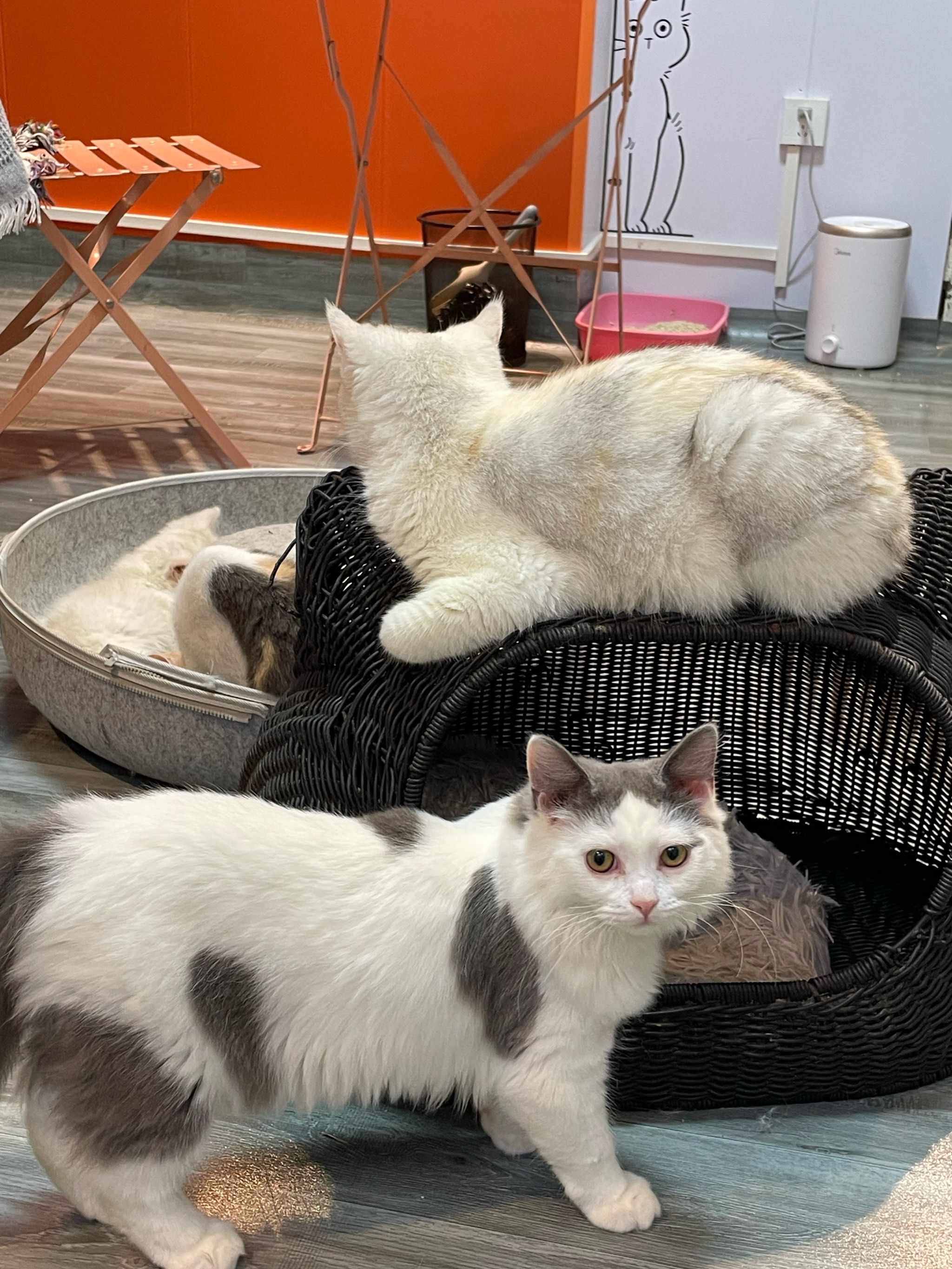 措施
鞋套➕消毒双手
吃的喝的需要寄存哦

/
猫猫们都