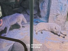 -海合安成都极地海洋公园