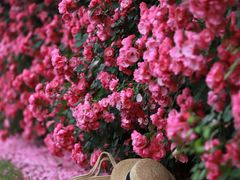 -上海辰山植物园