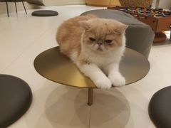 -飞行喵MR PILOT|猫舍·猫咖(静安大融城店)