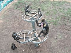 -西霞口神雕山野生动物世界