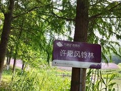 -大塘金香草谷