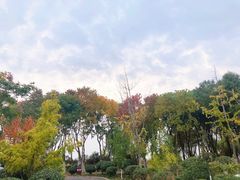 -合肥滨湖国家森林公园