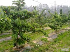 201106195957-意大利农场度假村