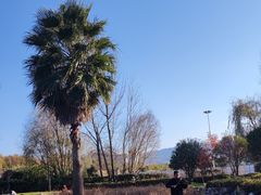 -洱海月湿地公园