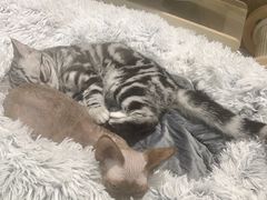 -momokira米努特·德文卷毛猫·棉花面纱犬