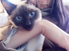 输入图片名称猫咪.jpg-傲雄·叮叮宠物(新华路店)