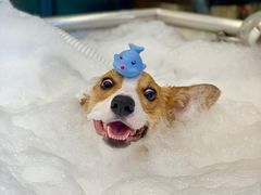 -PETKIT小佩宠物(古北店)