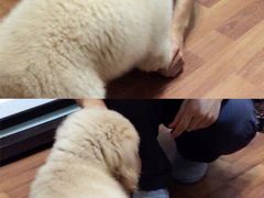 -多乐狗狗宠物训练工作室