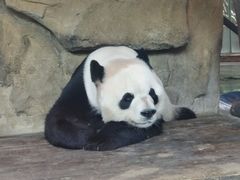 -成都动物园