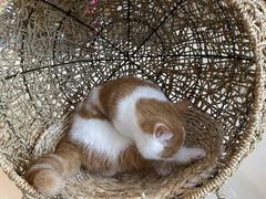 -飞行喵MR PILOT|猫舍·猫咖(静安大融城店)