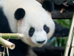 -灵玲国际马戏城