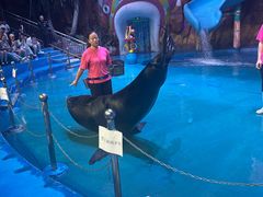 -烟台海昌鲸鲨海洋公园