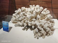 -中国地质博物馆