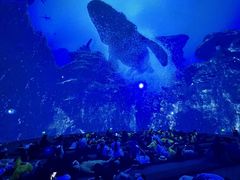 -海合安成都极地海洋公园