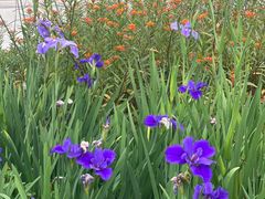 -深圳国际园林花卉博览园