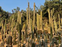 -深圳仙湖植物园