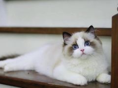 -欣宠猫屋·矮脚拿破仑·蓝金金渐层