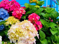 -上海滨江森林公园