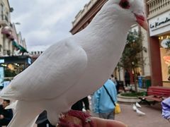 -王府井奥莱临潼小镇(临潼店)