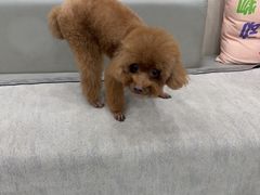 -安安宠医宠物医院·异宠·犬猫内科(岳阳分院)