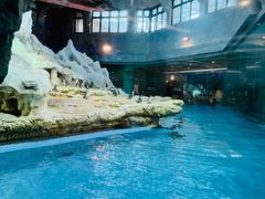 -帝企鹅自助餐厅•儿童岛•真企鹅(长隆企鹅酒店)